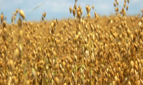 Злаковые культуры: Основные виды зерновых Регулирование сельского хозяйства в развитых странах мира